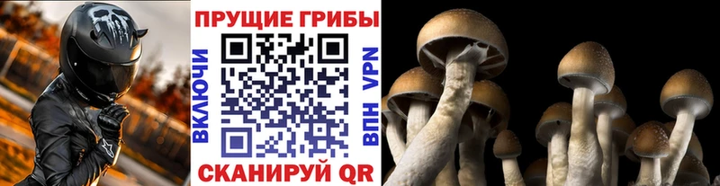 Галлюциногенные грибы Cubensis  мега онион  Королёв 